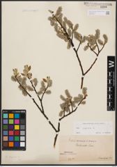 Foto von Salix caprea L.